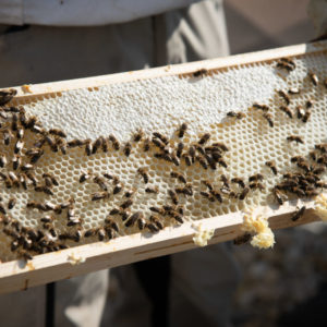 In den Häusern zum Leben wird Bienenhonig produziert.