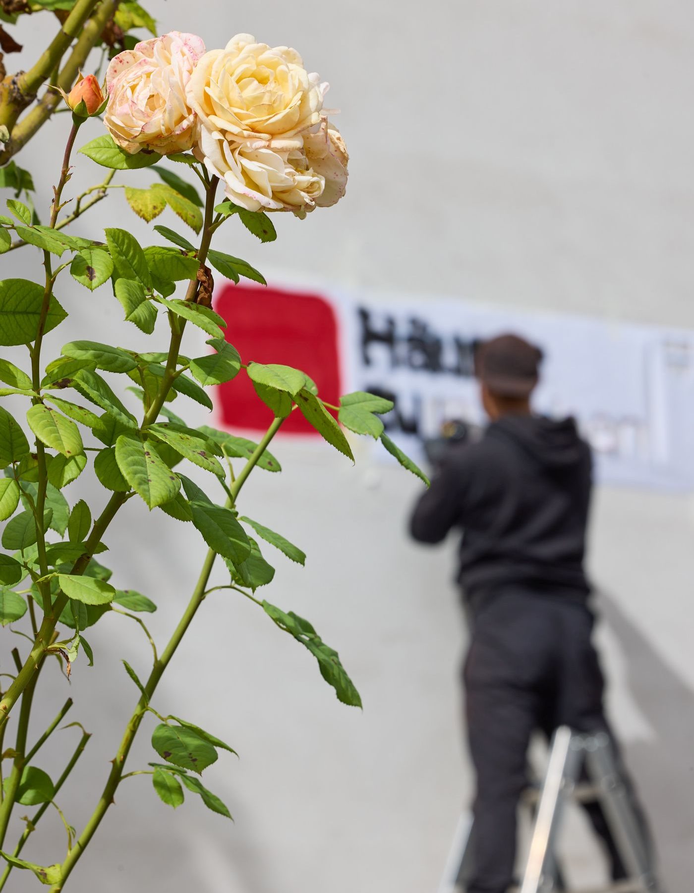 Rosen im Vordergrund, im Hintergrund ein Graffitikünstler auf einer Leiter der den Schriftzug "Häuser zum Leben" an die Wand sprüht.